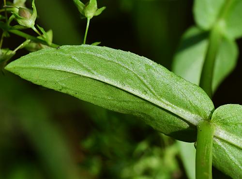 Veronica_catenata_leaf2.jpg