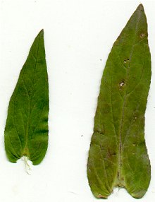 Veronica_catenata_leaves.jpg