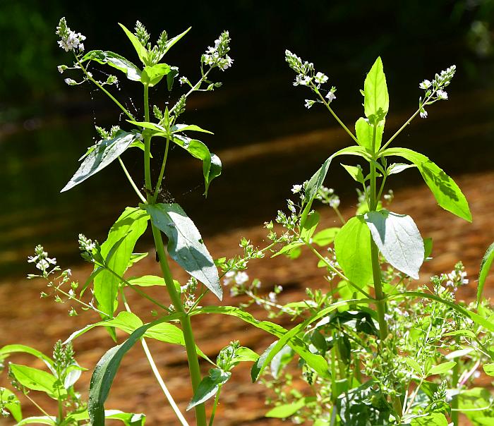 Veronica_catenata_plant.jpg