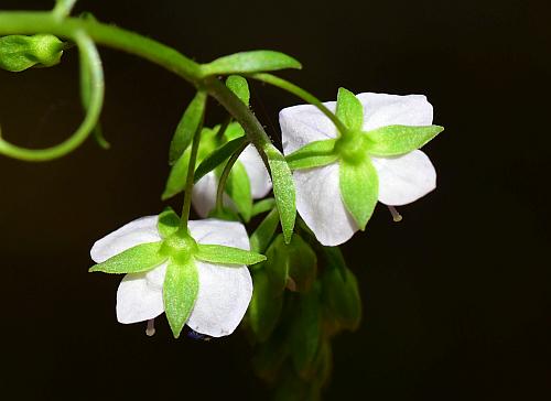 Veronica_catenata_sepals.jpg