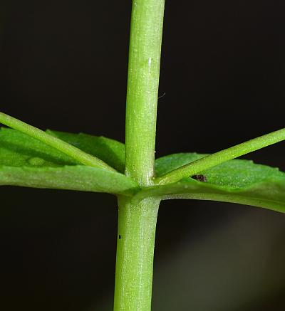 Veronica_catenata_stem.jpg