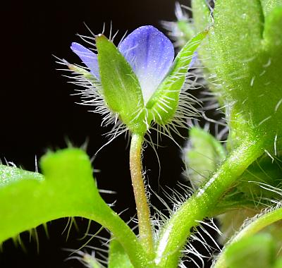 Veronica_hederifolia_calyx.jpg