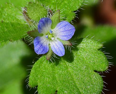 Veronica_hederifolia_corolla.jpg