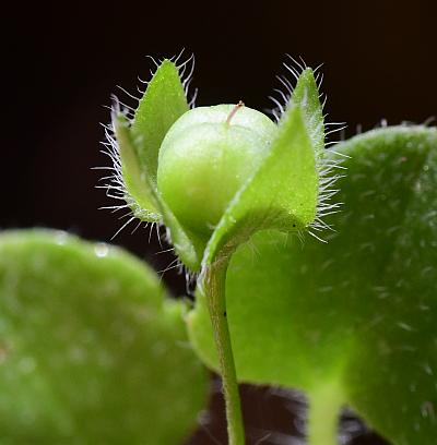 Veronica_hederifolia_fruit.jpg