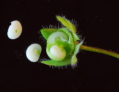 Veronica_hederifolia_fruit2.jpg