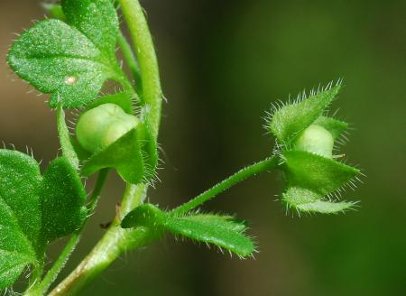 Veronica_hederifolia_fruits.jpg