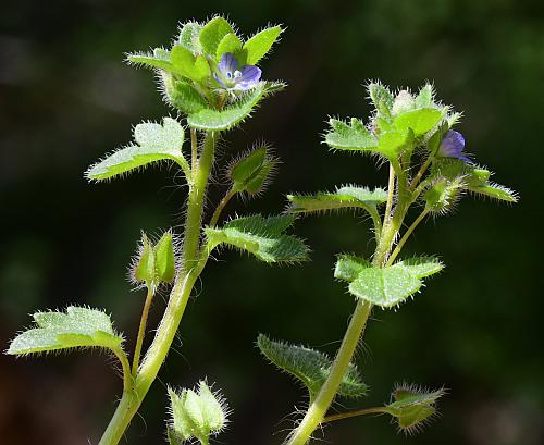 Veronica_hederifolia_inflorescence.jpg