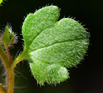 Veronica_hederifolia_leaf1.jpg