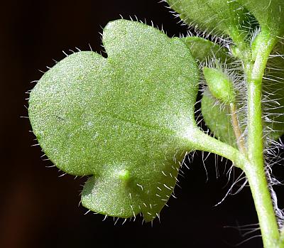 Veronica_hederifolia_leaf2.jpg