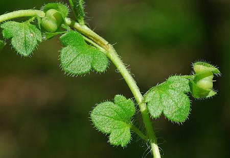 Veronica_hederifolia_leaves.jpg