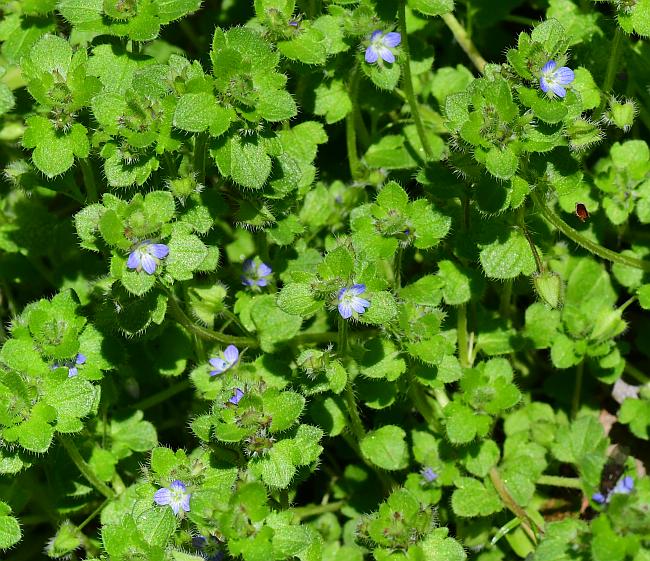 Veronica_hederifolia_plant.jpg