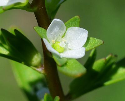 Veronica_peregrina_corolla.jpg