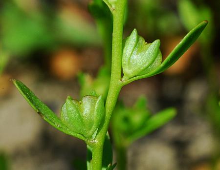 Veronica_peregrina_fruits.jpg