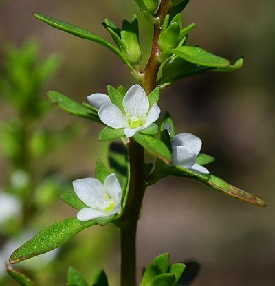 Veronica_peregrina_inflorescence.jpg