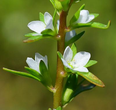 Veronica_peregrina_inflorescence2.jpg