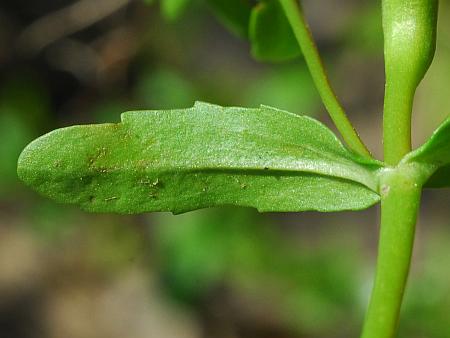 Veronica_peregrina_leaf2.jpg