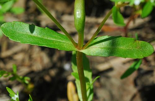 Veronica_peregrina_leaves1.jpg