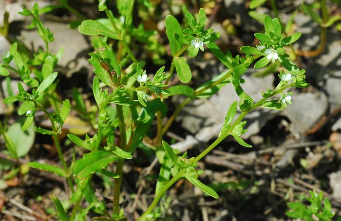 Veronica_peregrina_plant.jpg