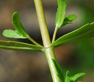 Veronica_peregrina_stem.jpg