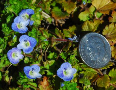 Veronica_persica_flowers.jpg