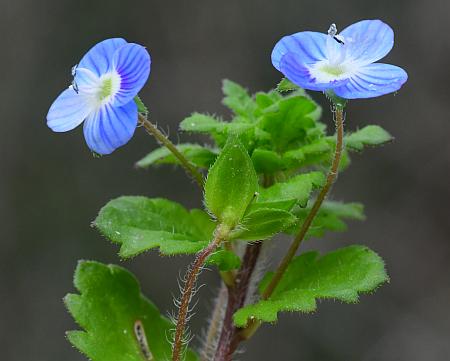 Veronica_persica_flowers2.jpg