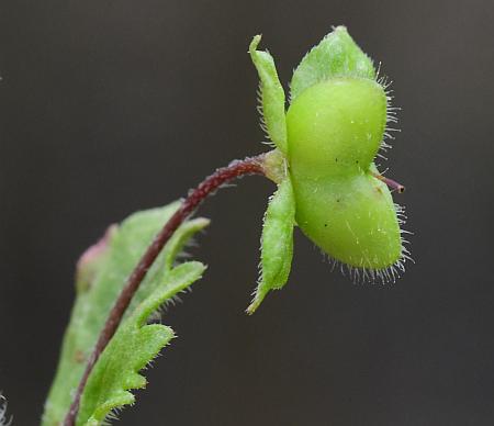 Veronica_persica_fruit.jpg