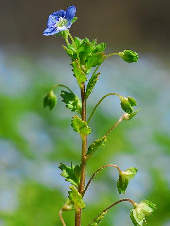 Veronica_persica_inflorescence.jpg