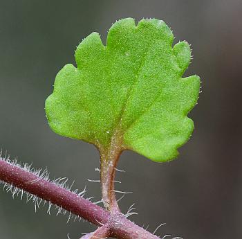 Veronica_persica_leaf1.jpg