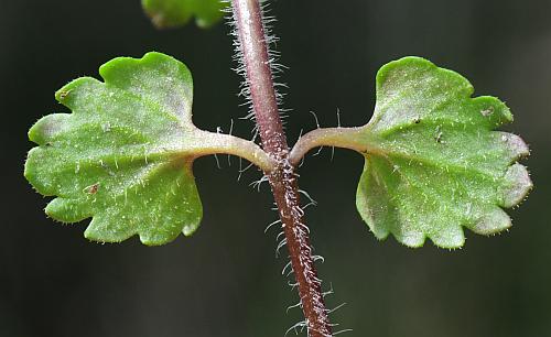 Veronica_persica_leaves2.jpg