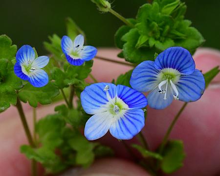 Veronica_persica_polita.jpg