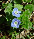 Veronica persica thumbnail