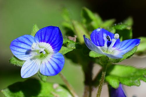 Veronica_polita_flowers.jpg