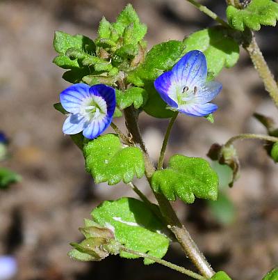 Veronica_polita_inflorescence.jpg