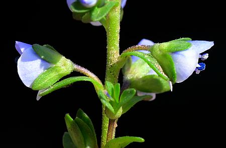 Veronica_serpyllifolia_calyces.jpg