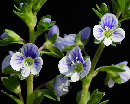 Veronica_serpyllifolia_corollas.jpg