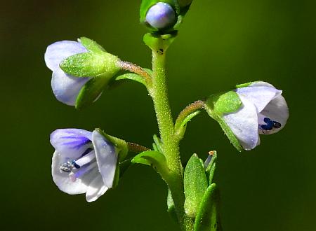 Veronica_serpyllifolia_flowers.jpg