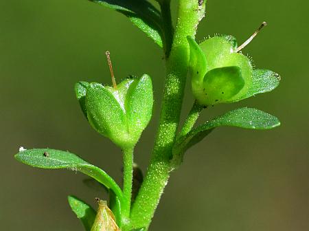 Veronica_serpyllifolia_fruits.jpg