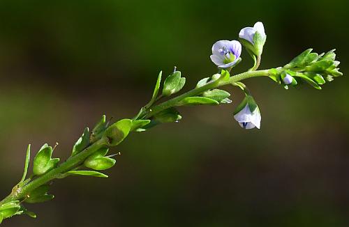 Veronica_serpyllifolia_inflorescence.jpg