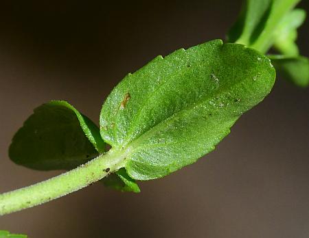 Veronica_serpyllifolia_leaf2.jpg