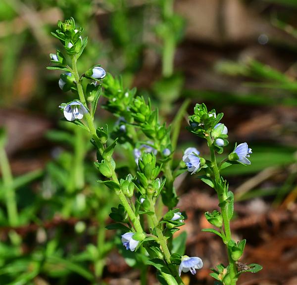 Veronica_serpyllifolia_plant.jpg