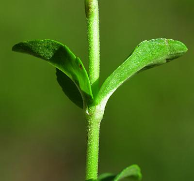 Veronica_serpyllifolia_stem.jpg