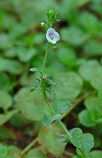 Veronica serpyllifolia thumbnail