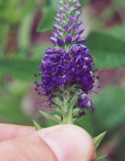 Veronica_spicata_flower.jpg