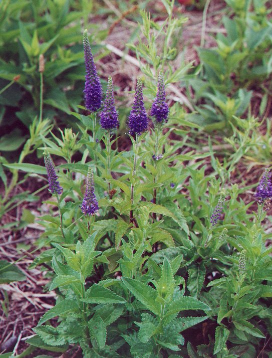 Veronica_spicata_plant.jpg