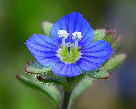 Veronica_triphyllos_corolla2.jpg