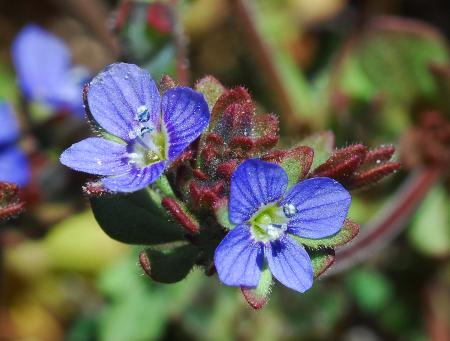 Veronica_triphyllos_corollas.jpg