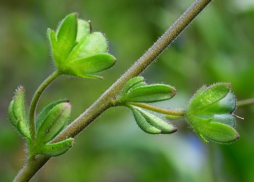 Veronica_triphyllos_fruits.jpg