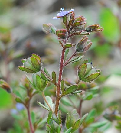 Veronica_triphyllos_habit.jpg