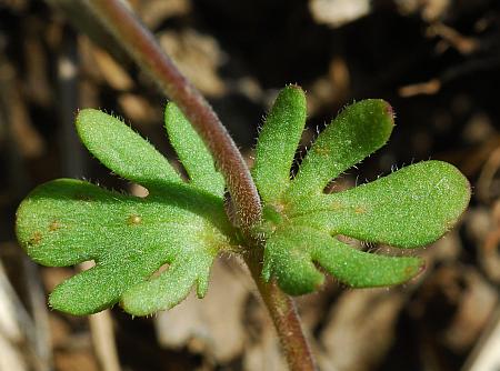 Veronica_triphyllos_leaves.jpg