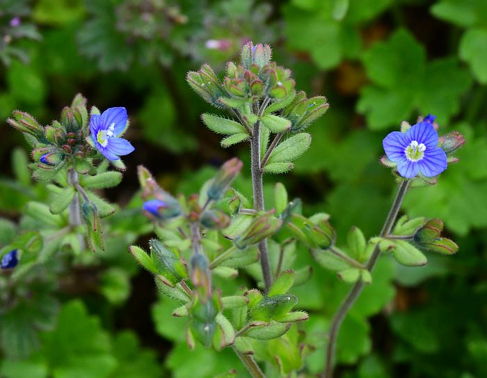 Veronica_triphyllos_plant.jpg